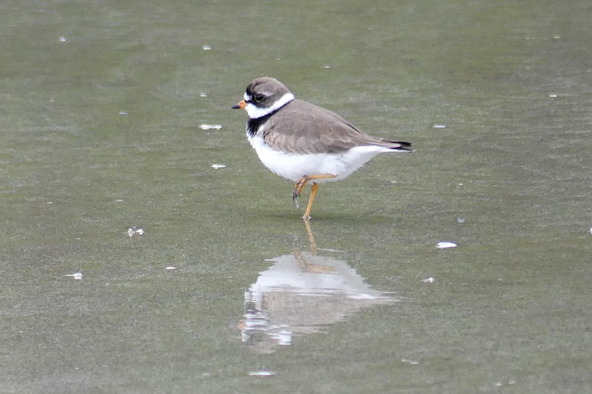 Semipalmated Plover - ML618652851