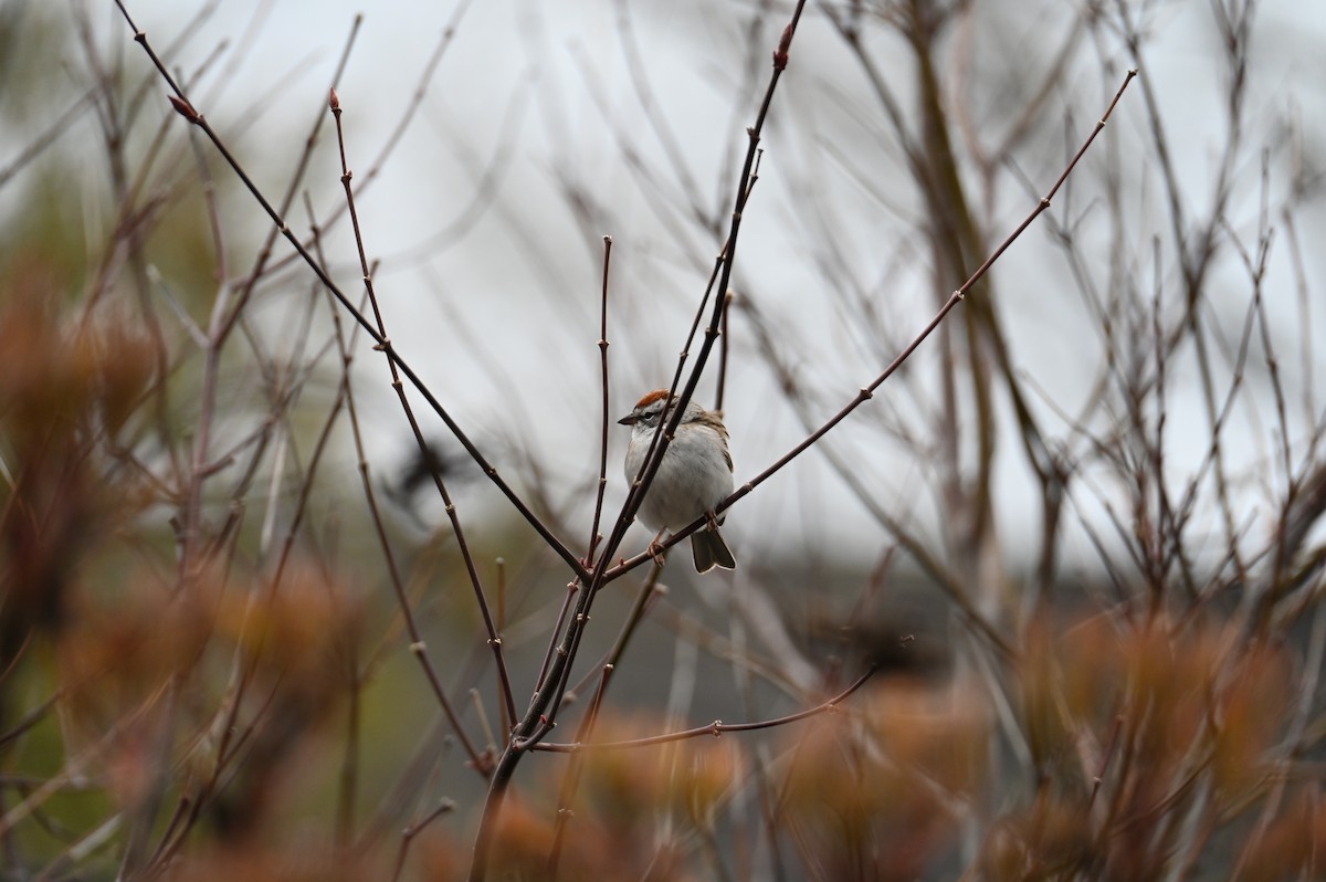 Chipping Sparrow - ML618652859