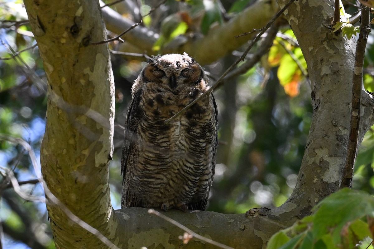 Great Horned Owl - ML618652875
