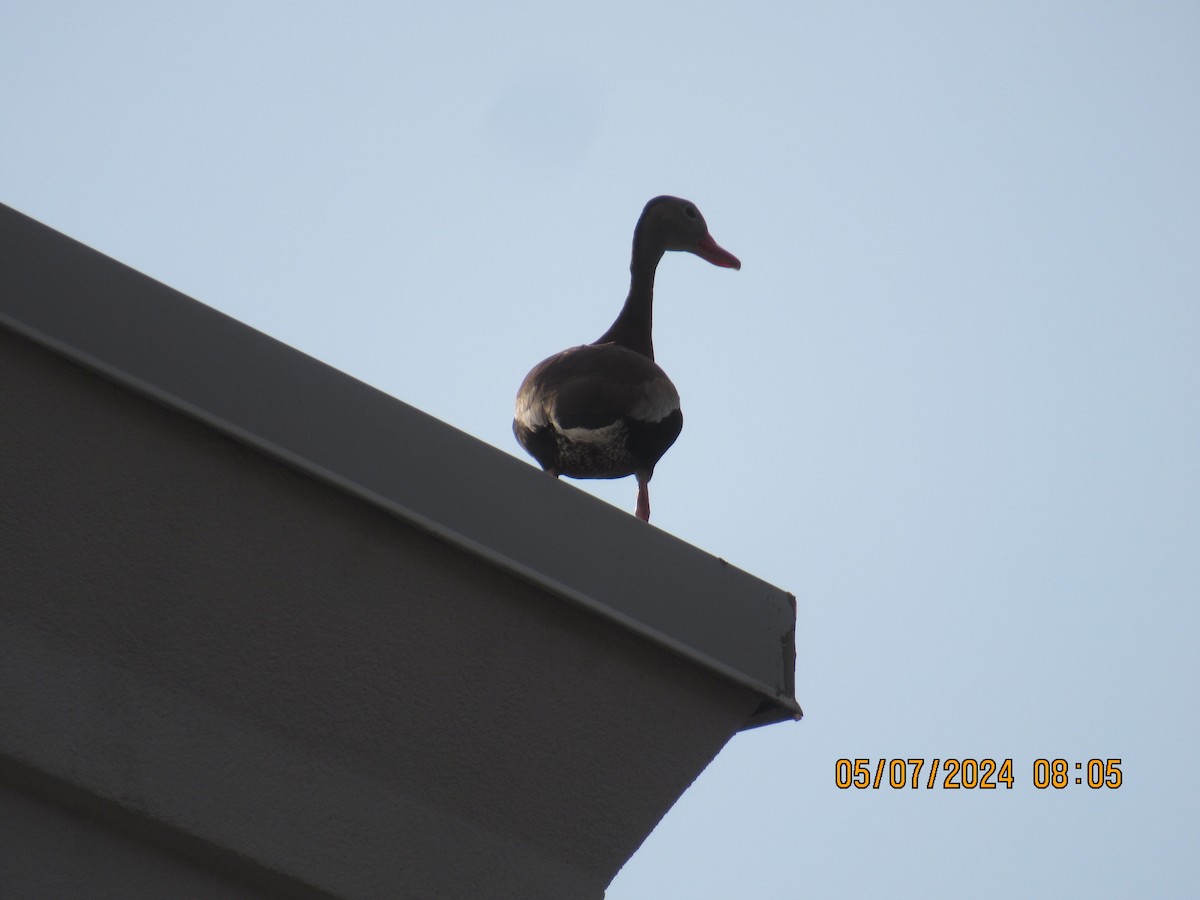 Black-bellied Whistling-Duck - ML618652960