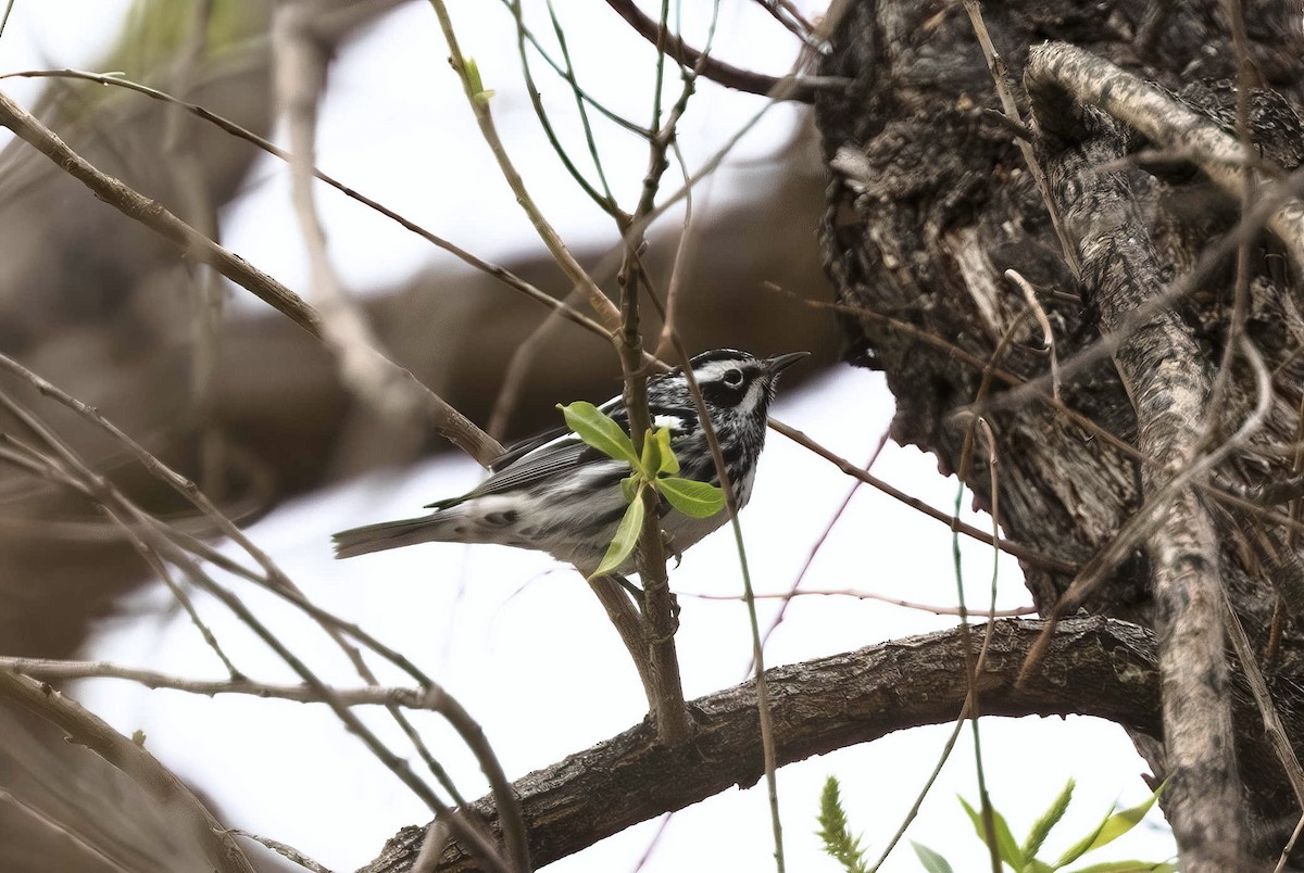 Black-and-white Warbler - ML618652974