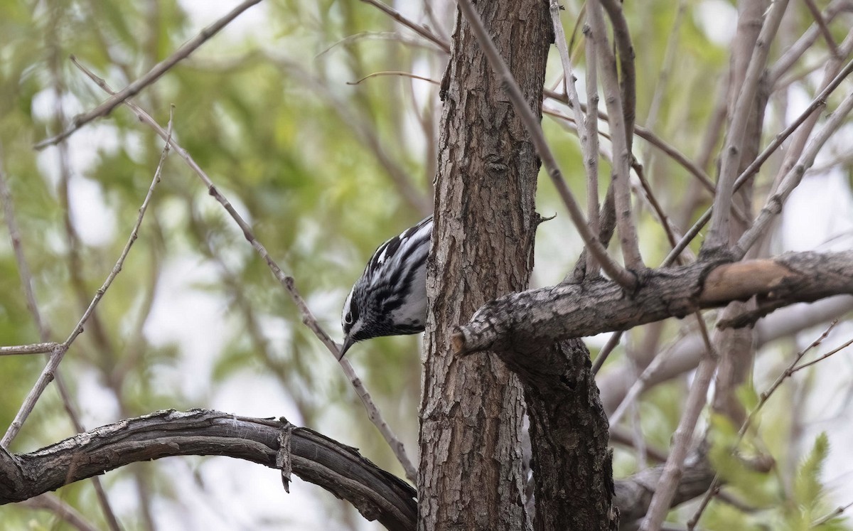 Black-and-white Warbler - ML618652975