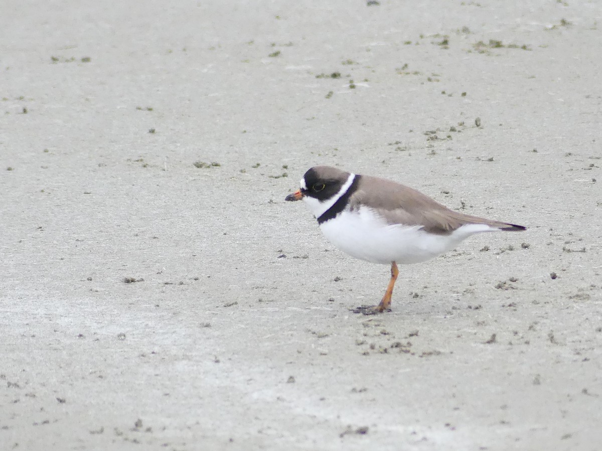 Semipalmated Plover - ML618653000