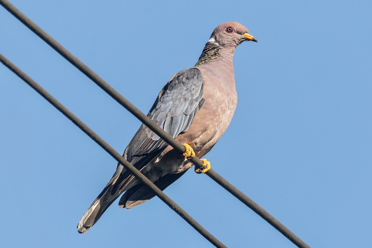Band-tailed Pigeon - ML618653002