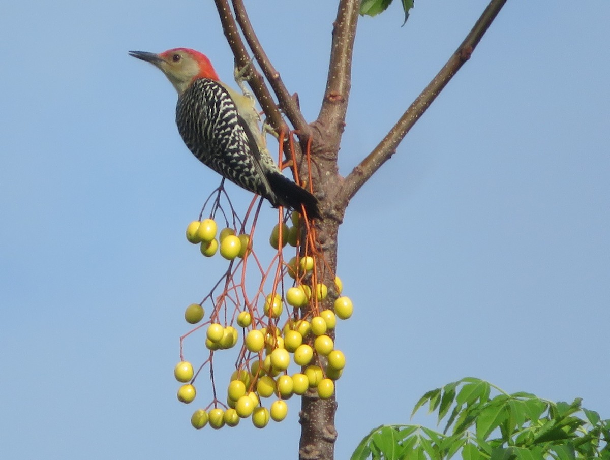 Red-bellied Woodpecker - ML618653004