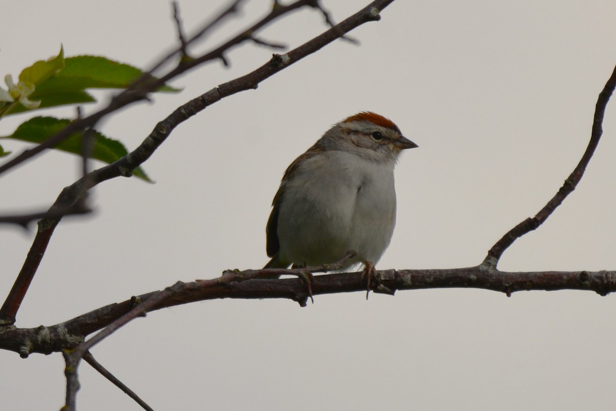 Chipping Sparrow - ML618653005