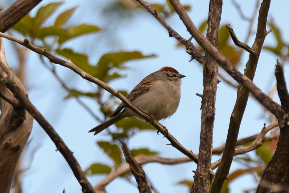 Chipping Sparrow - ML618653011