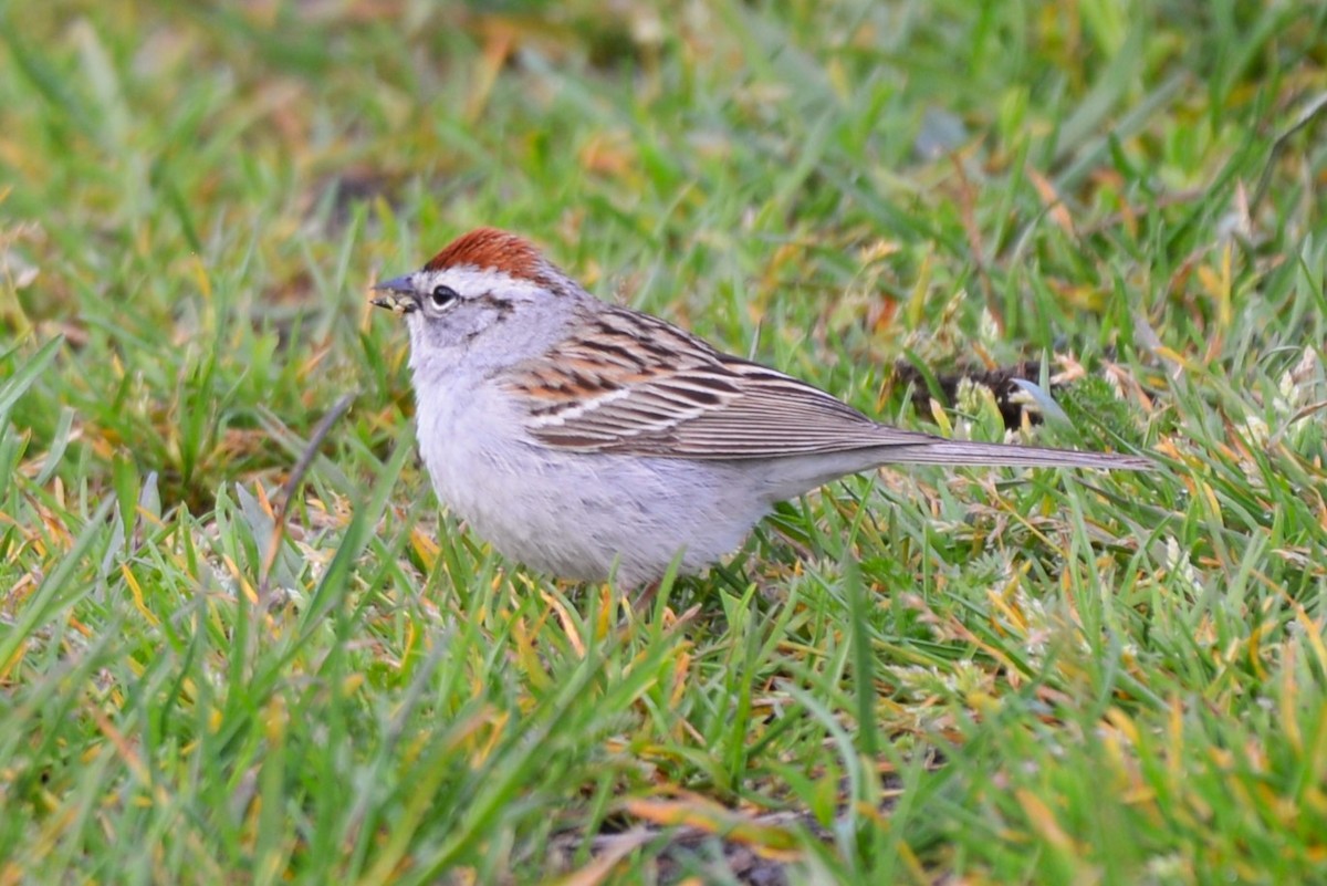 Chipping Sparrow - ML618653012