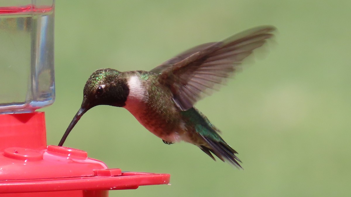 Black-chinned Hummingbird - ML618653020