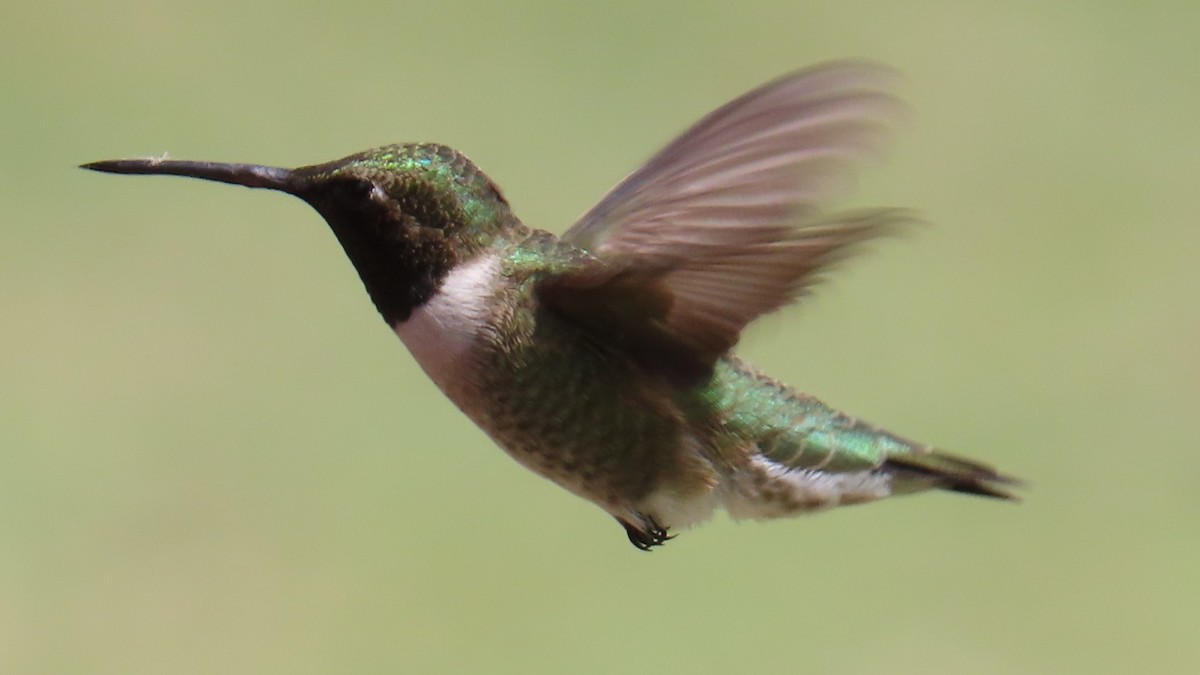Black-chinned Hummingbird - ML618653023