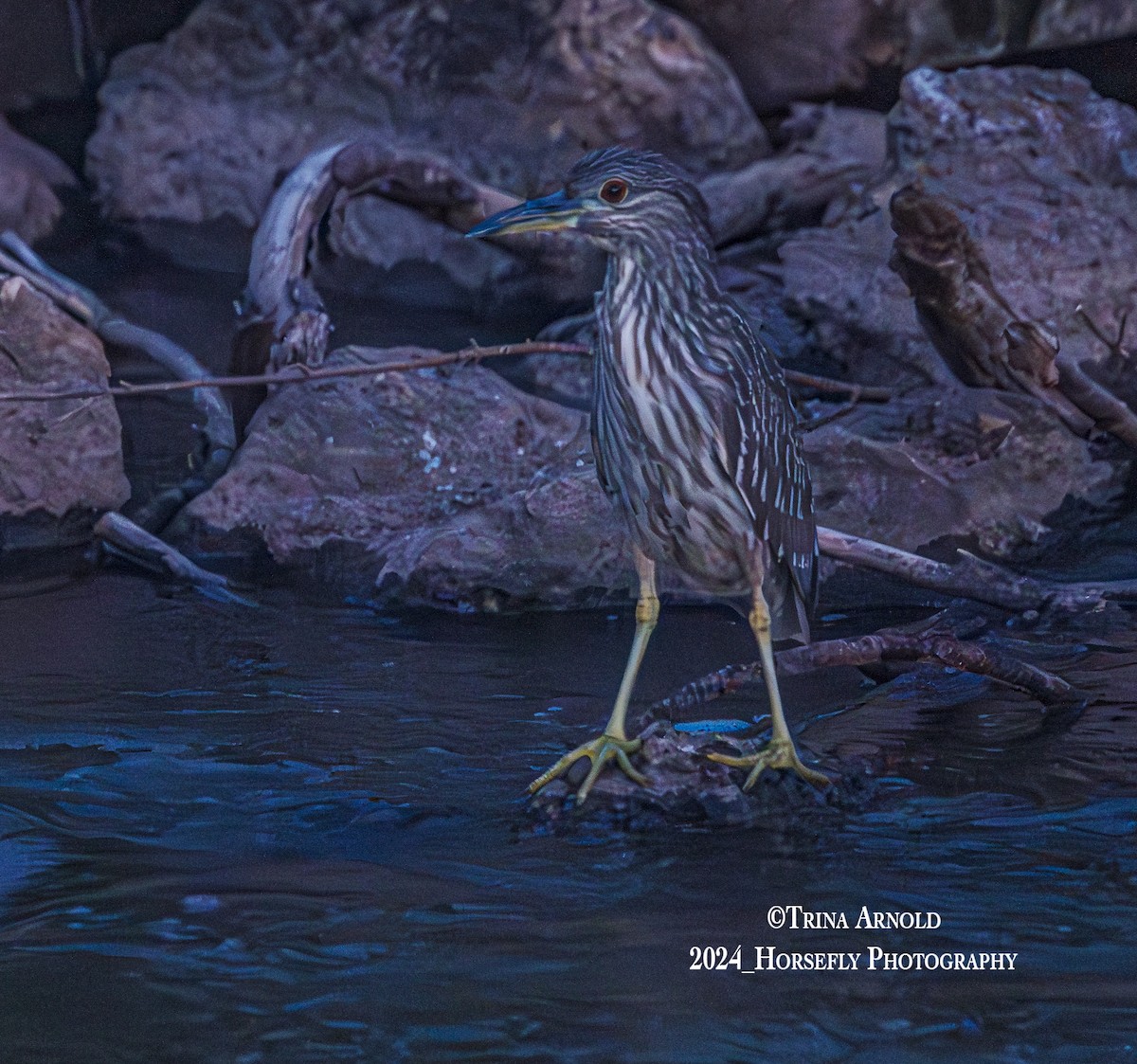Yellow-crowned Night Heron - ML618653052