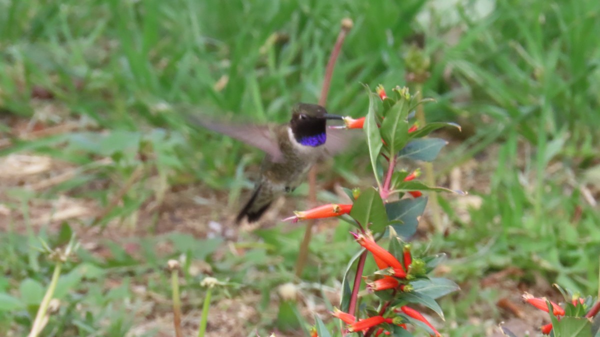 Black-chinned Hummingbird - ML618653068