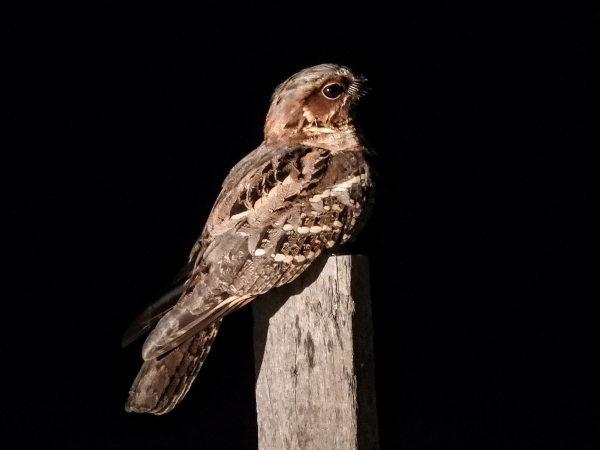 Large-tailed Nightjar - ML618653071