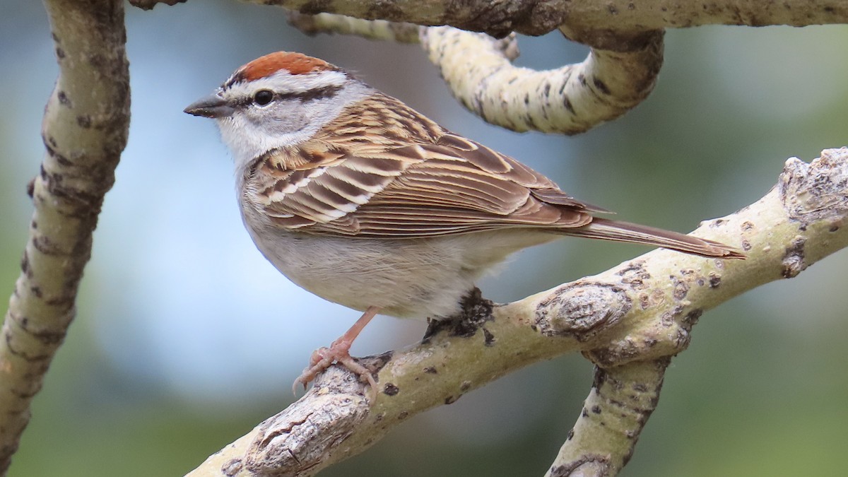 Chipping Sparrow - ML618653073