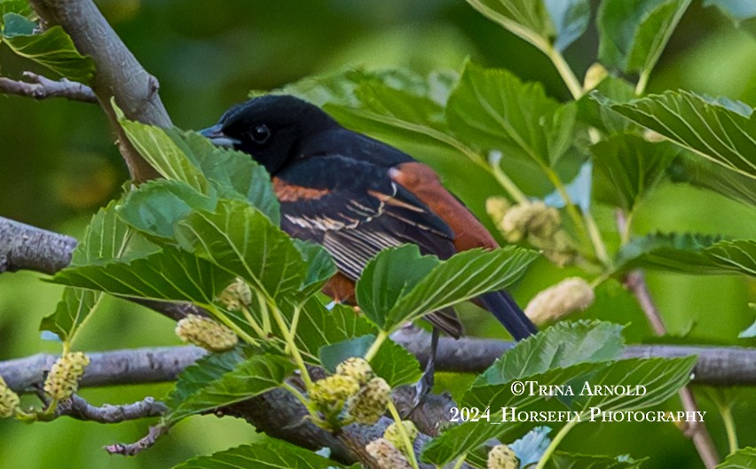 Orchard Oriole - ML618653083