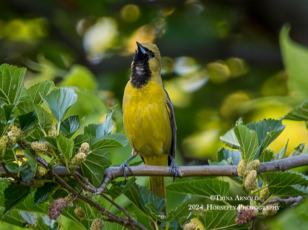 Orchard Oriole - ML618653084