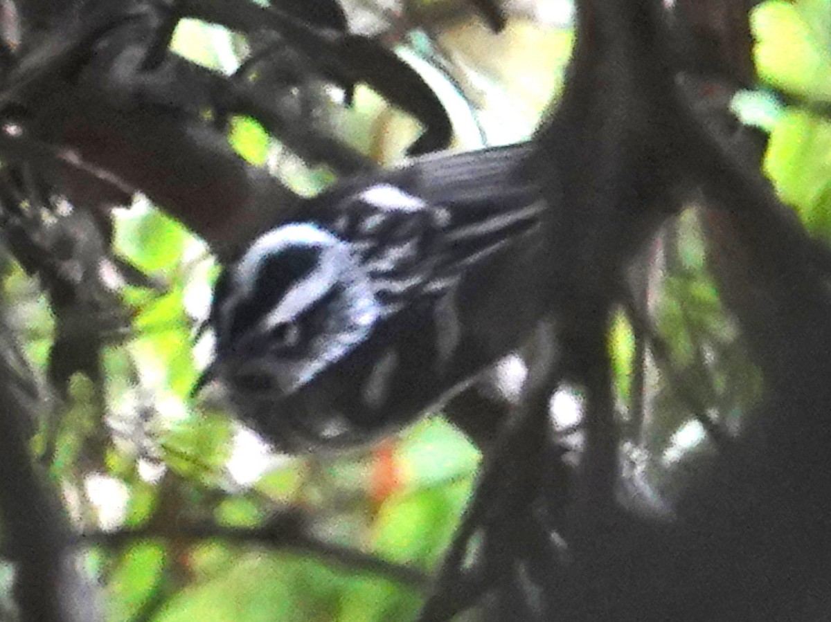 Black-and-white Warbler - ML618653106