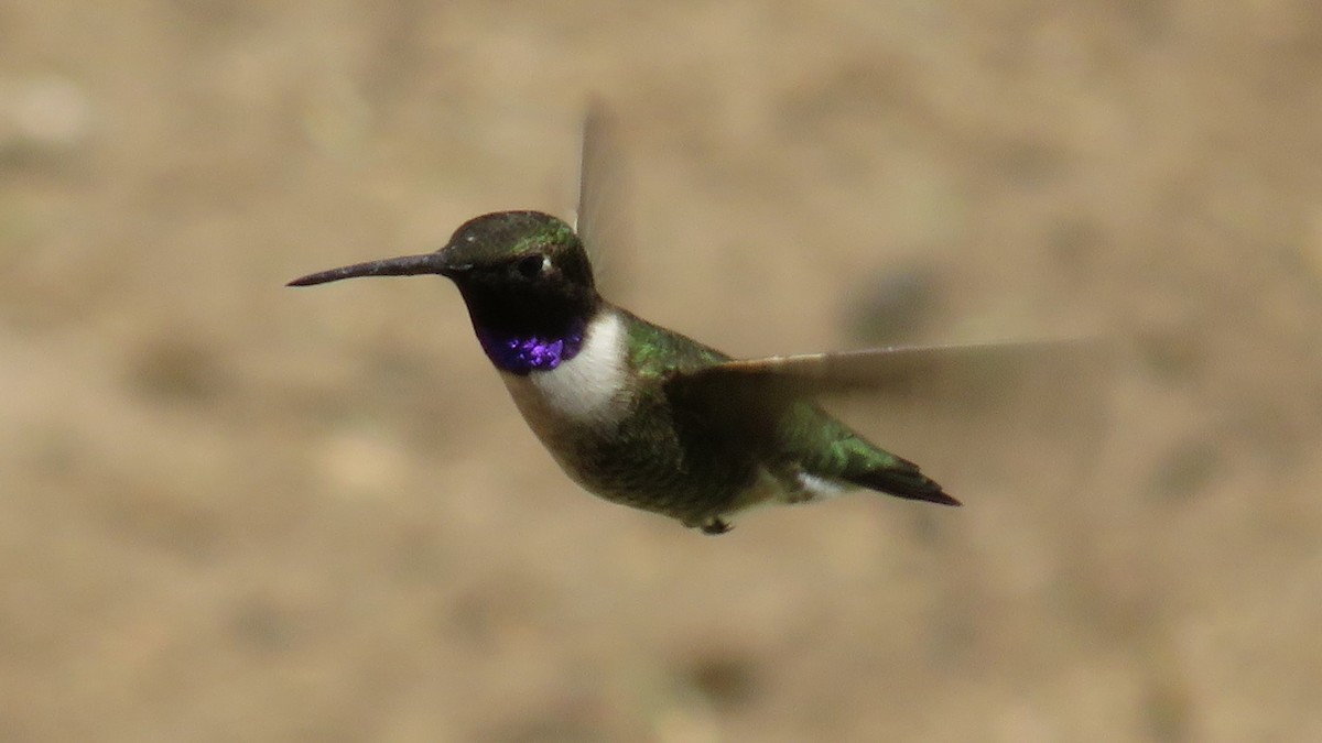 Black-chinned Hummingbird - ML618653107