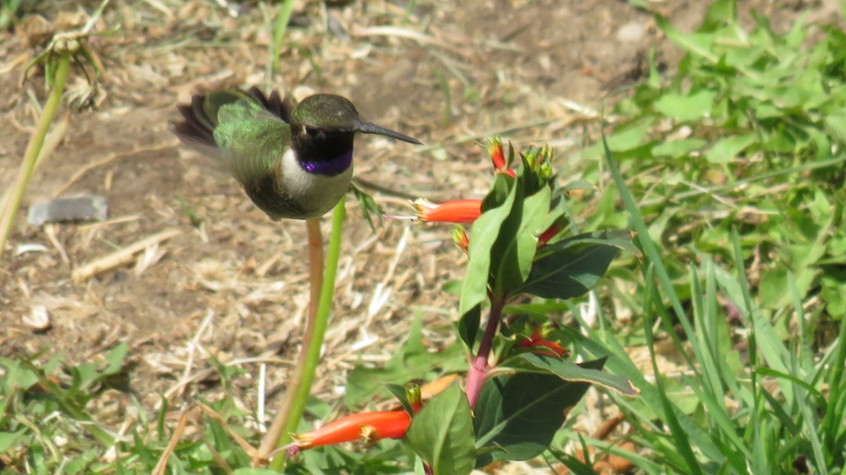 Black-chinned Hummingbird - ML618653109