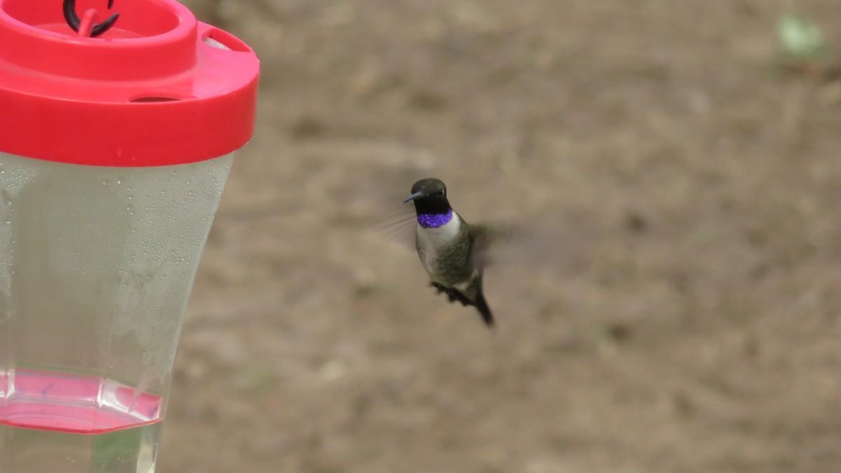 Black-chinned Hummingbird - ML618653112