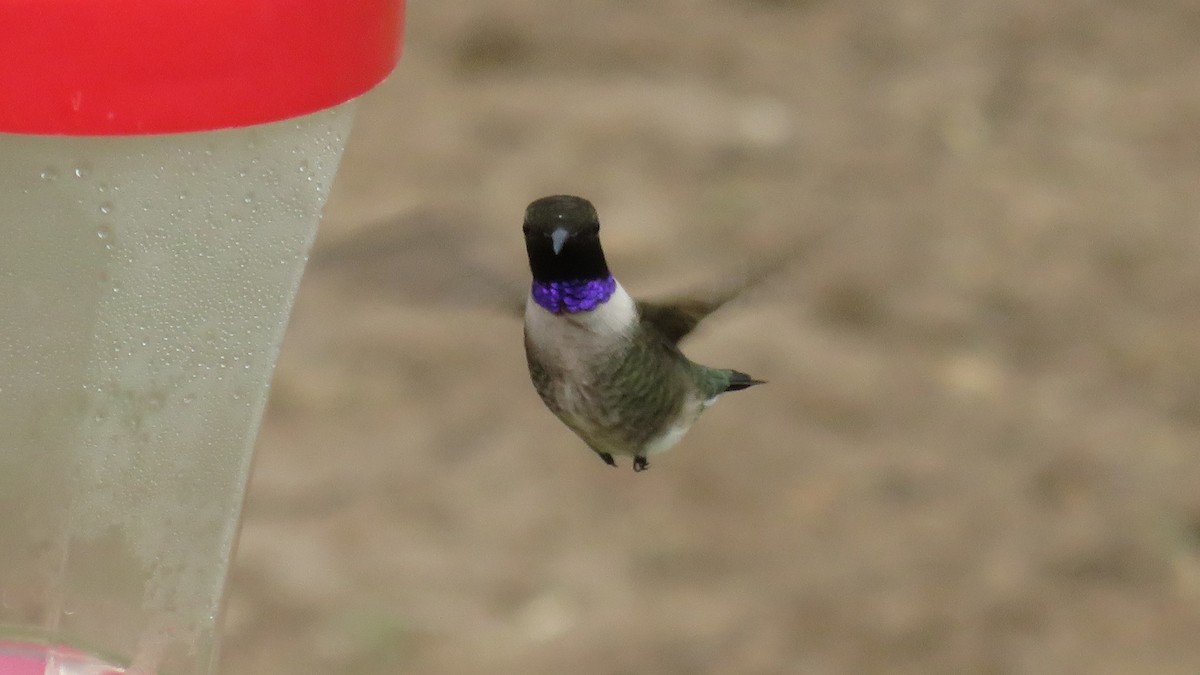 Black-chinned Hummingbird - ML618653113