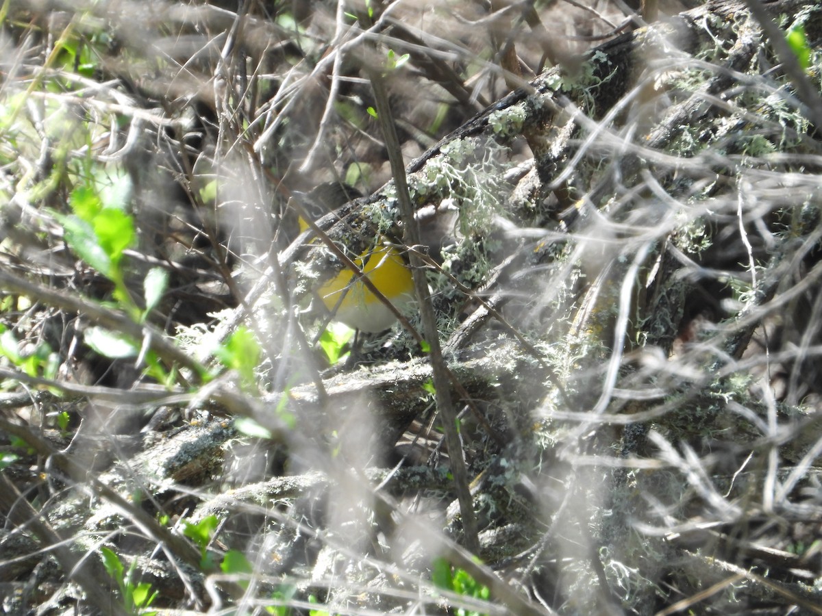 Yellow-breasted Chat - ML618653130