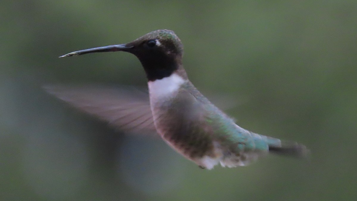 Black-chinned Hummingbird - ML618653132