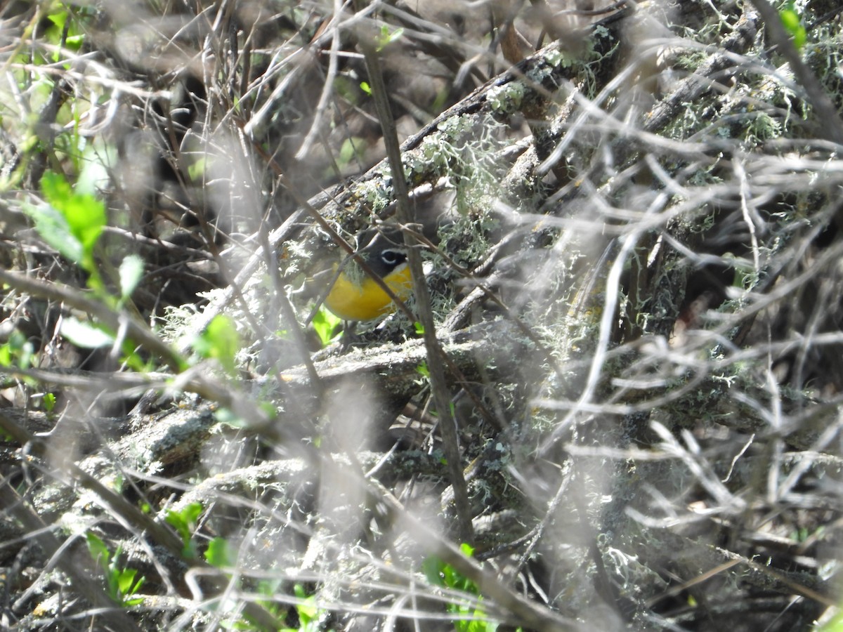 Yellow-breasted Chat - ML618653139