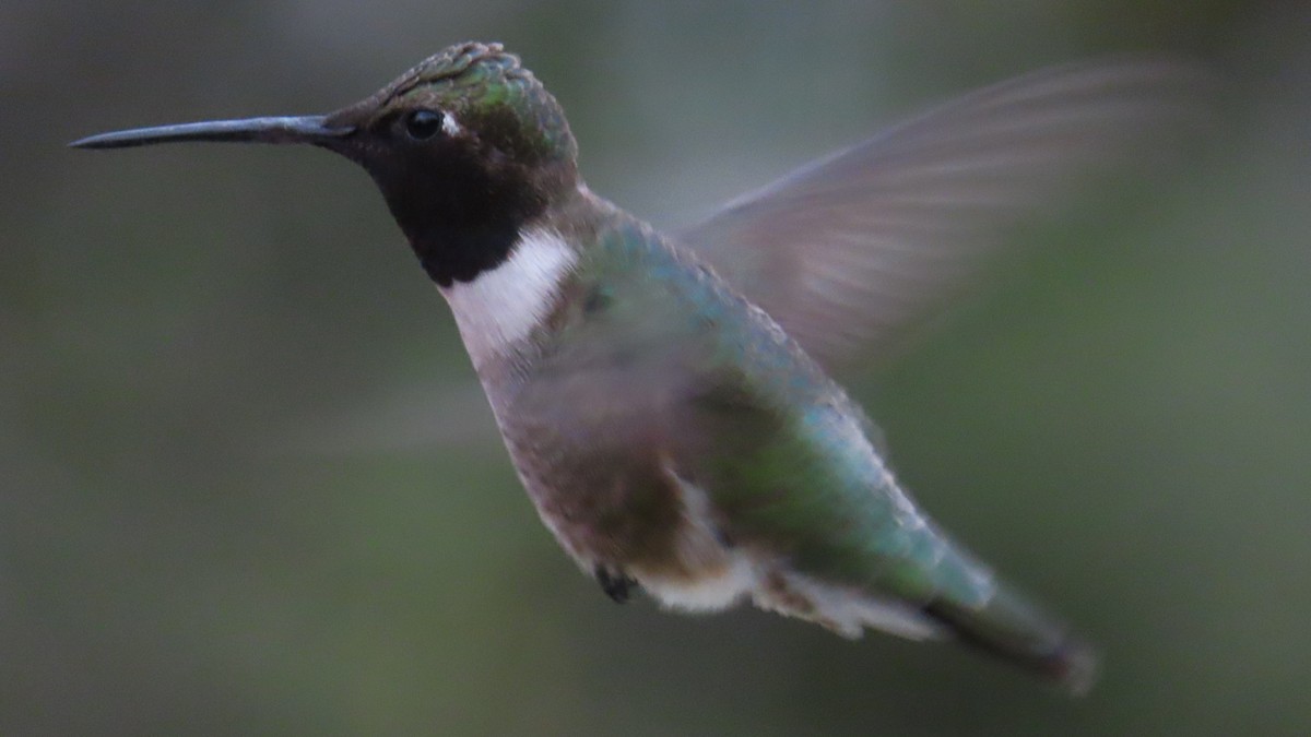 Black-chinned Hummingbird - ML618653147