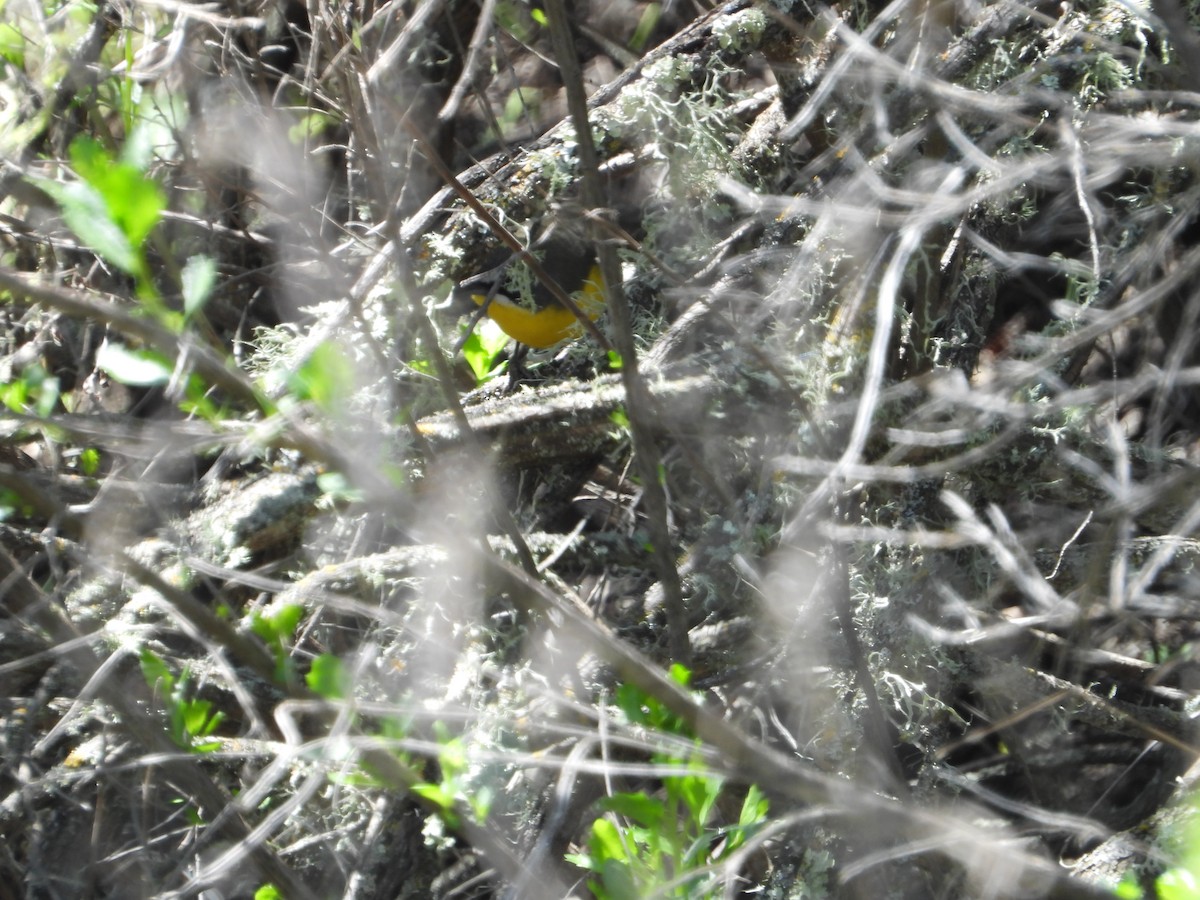 Yellow-breasted Chat - ML618653160