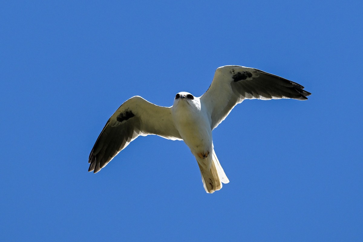White-tailed Kite - ML618653167