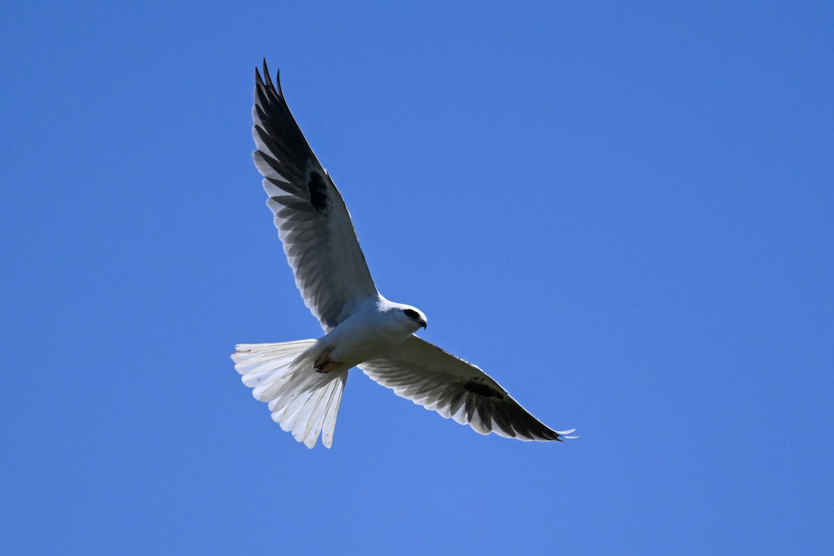 White-tailed Kite - ML618653169