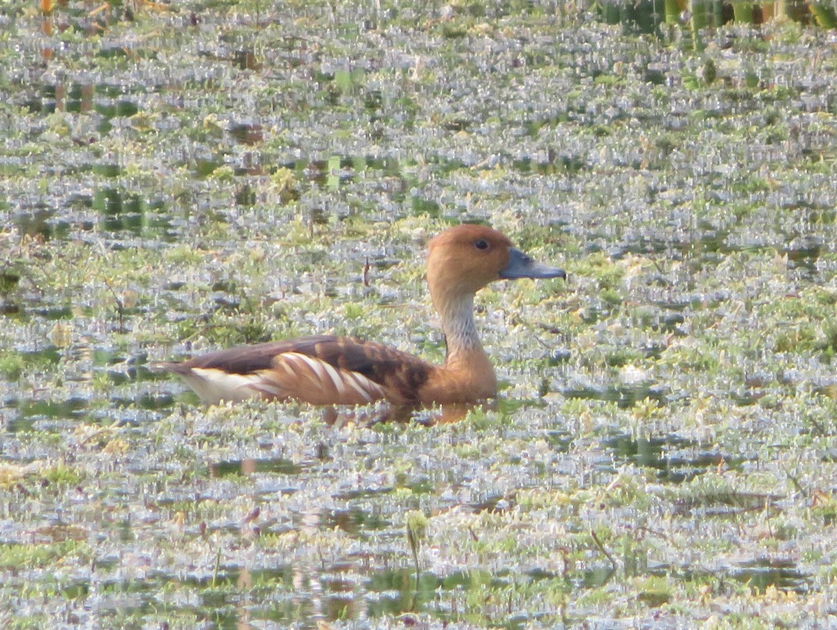 Fulvous Whistling-Duck - ML618653225