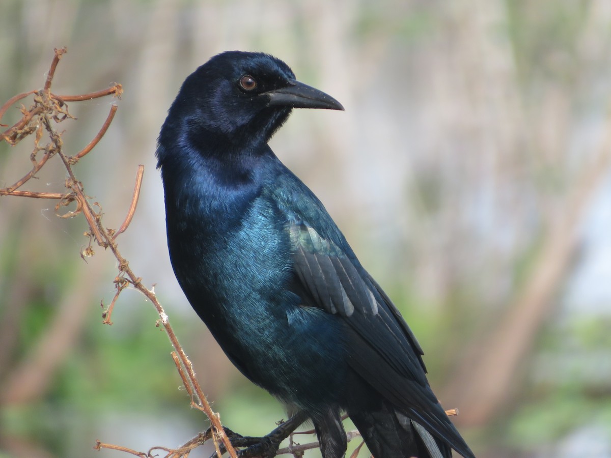 Boat-tailed Grackle - ML618653257