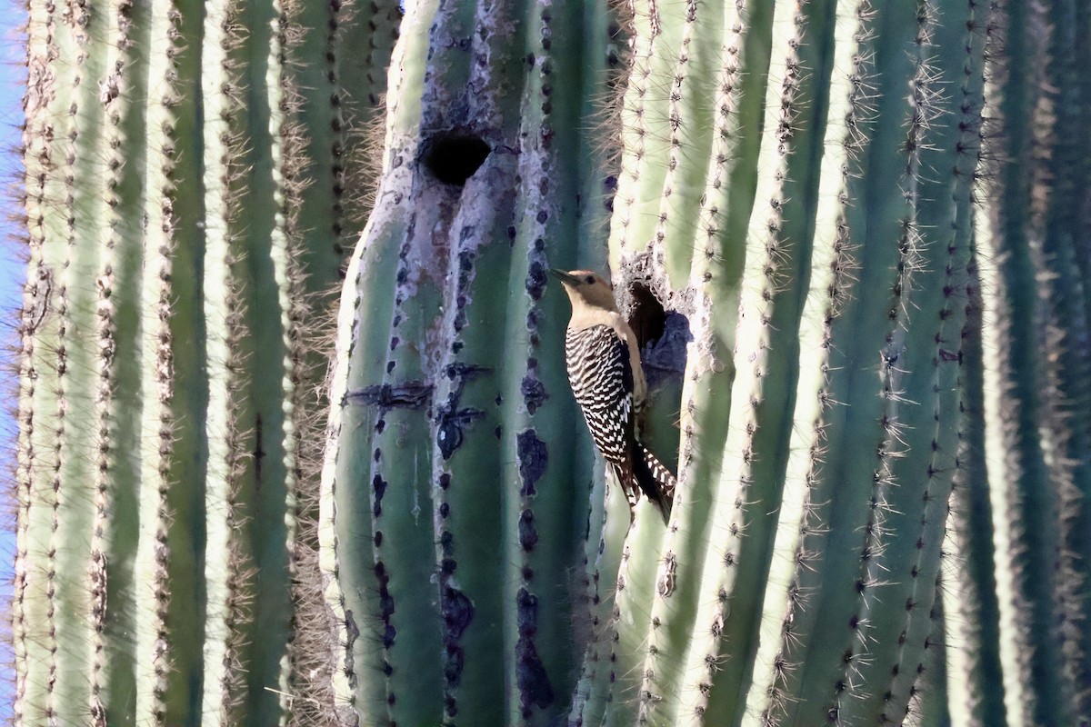 Pic des saguaros - ML618653269
