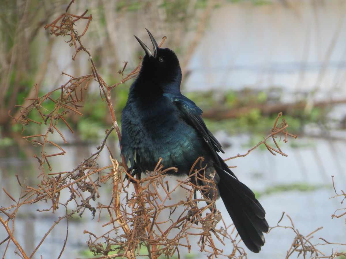 Boat-tailed Grackle - ML618653271