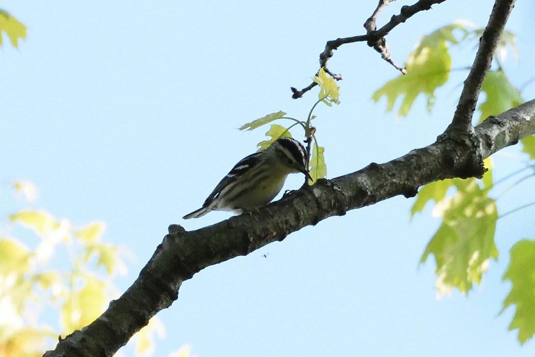 Black-and-white Warbler - ML618653280