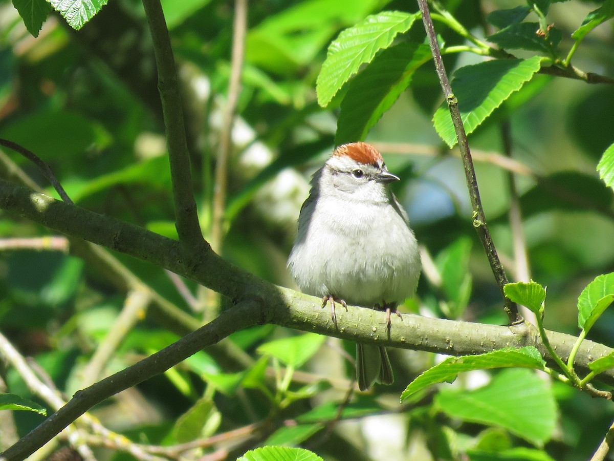 Chipping Sparrow - ML618653282
