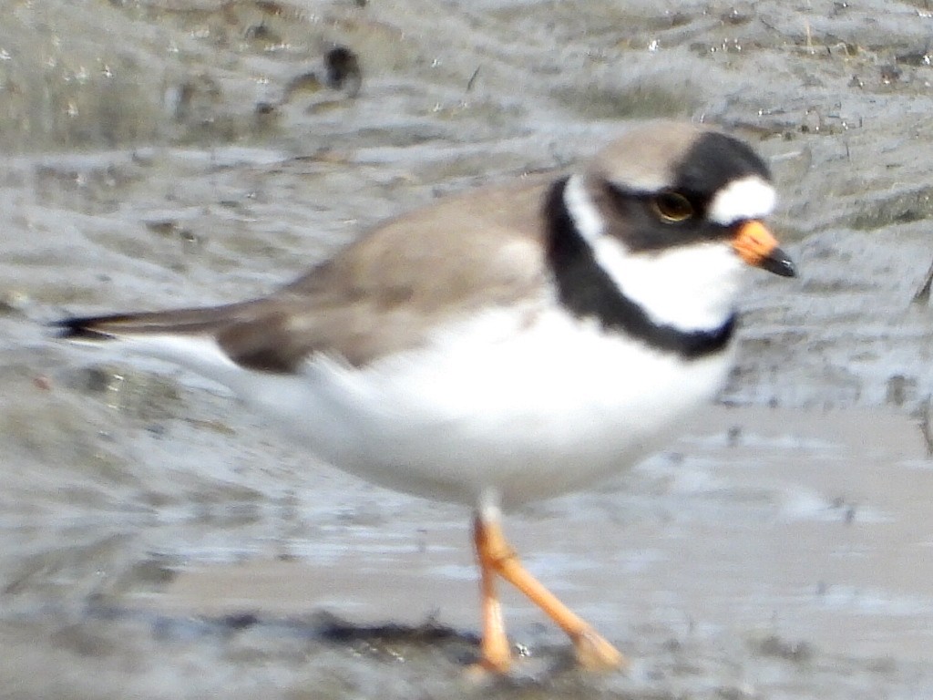 Semipalmated Plover - ML618653313