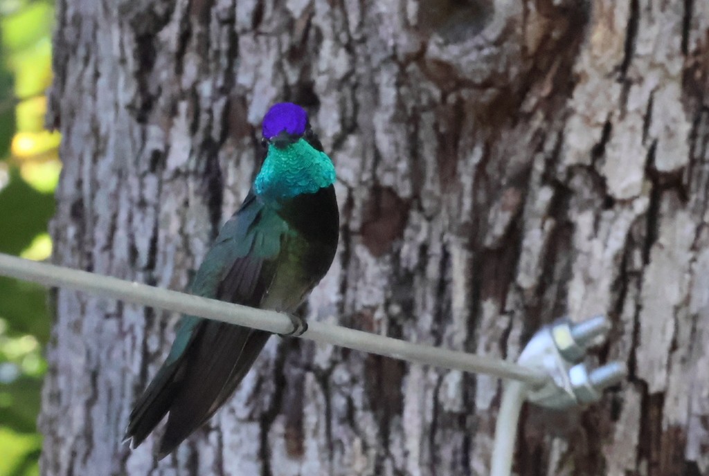 kolibřík skvostný - ML618653315