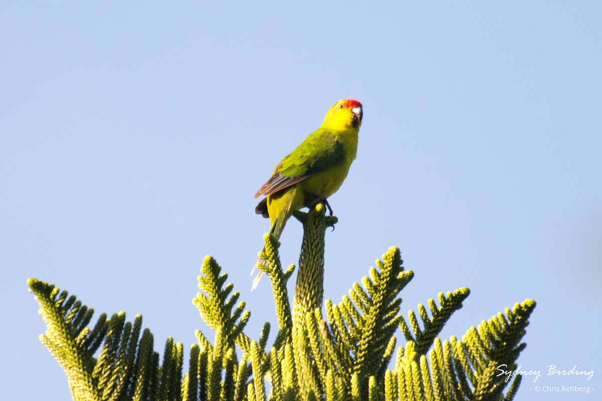 New Caledonian Parakeet - ML618653318