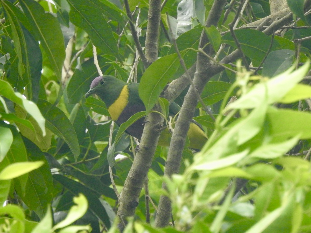 Yellow-bibbed Fruit-Dove - ML618653349