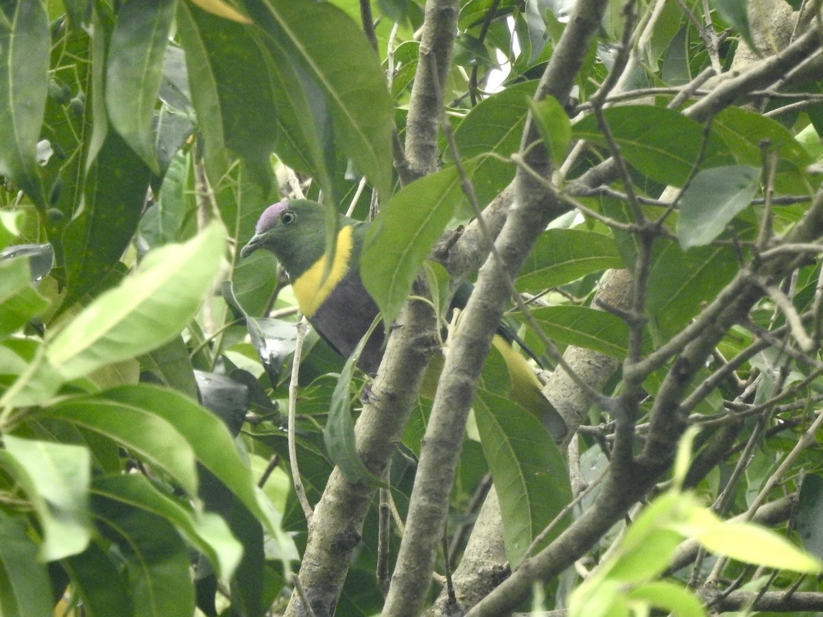 Yellow-bibbed Fruit-Dove - ML618653351