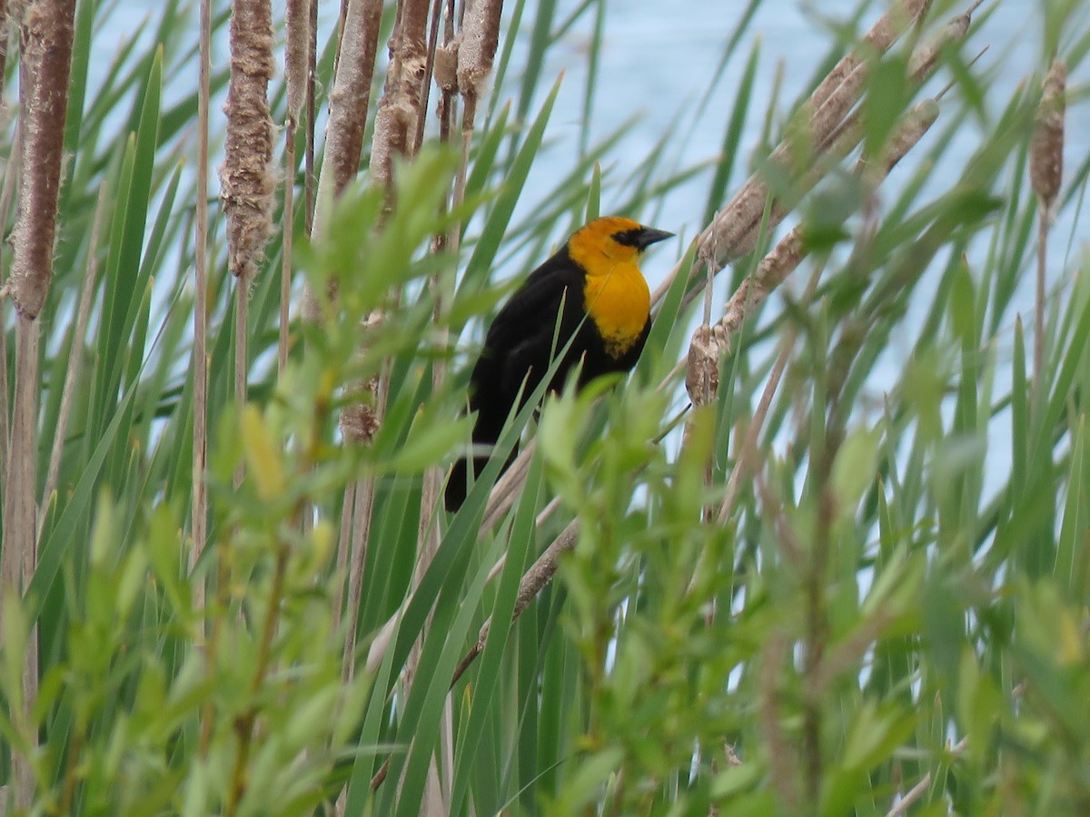 Yellow-headed Blackbird - ML618653360