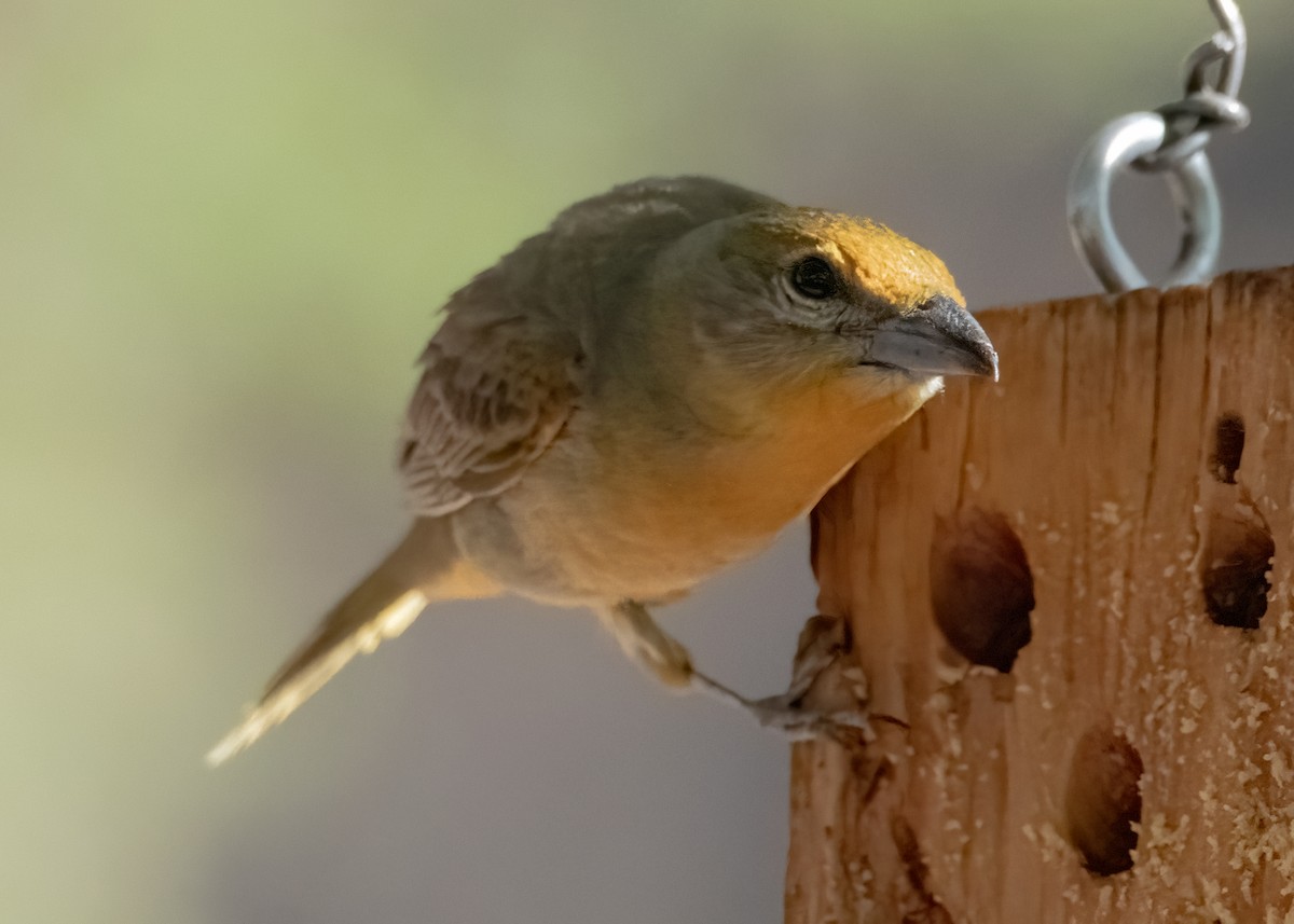 Hepatic Tanager - Pat Tomsho