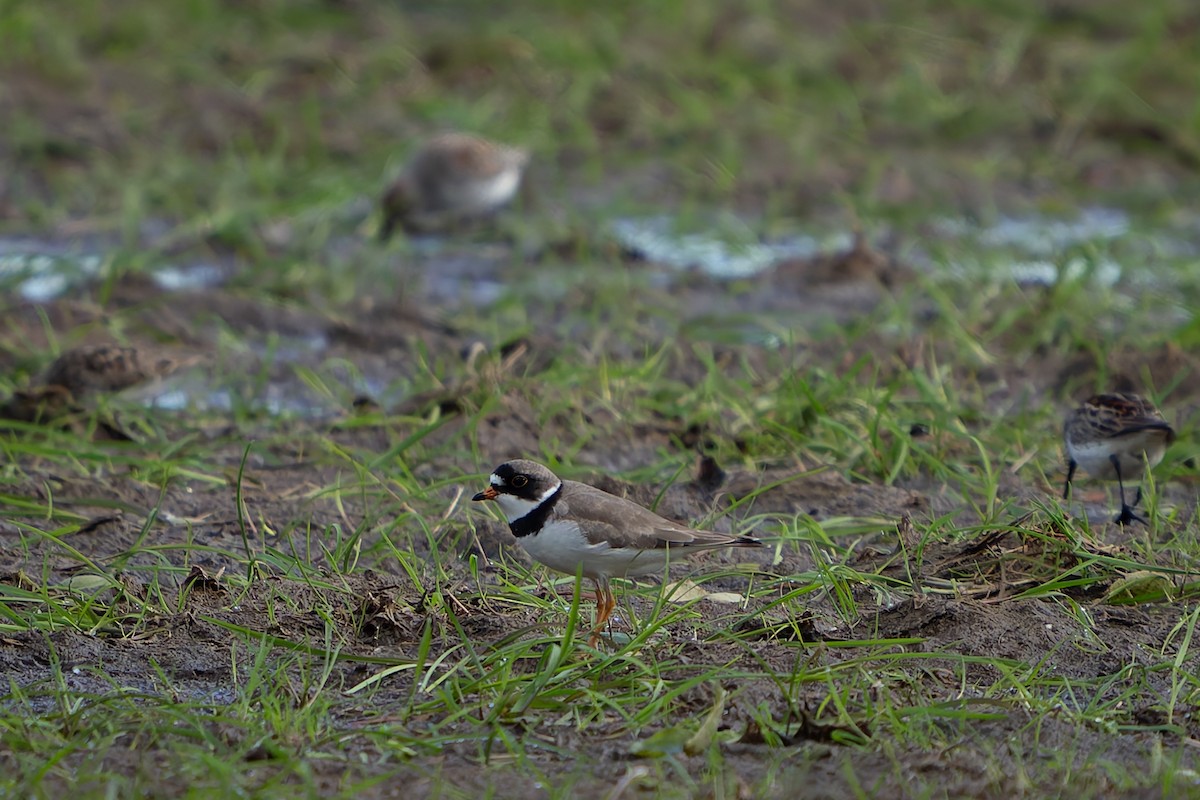 Semipalmated Plover - ML618653373