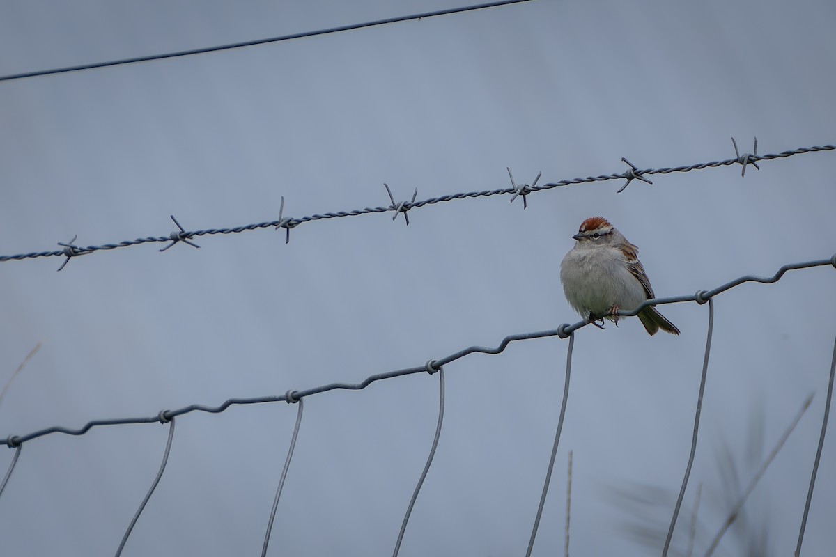Chipping Sparrow - ML618653374