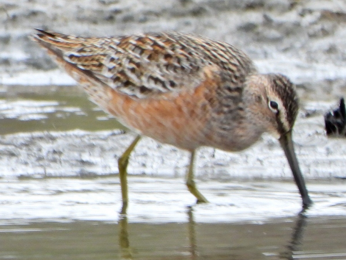 Long-billed Dowitcher - ML618653378