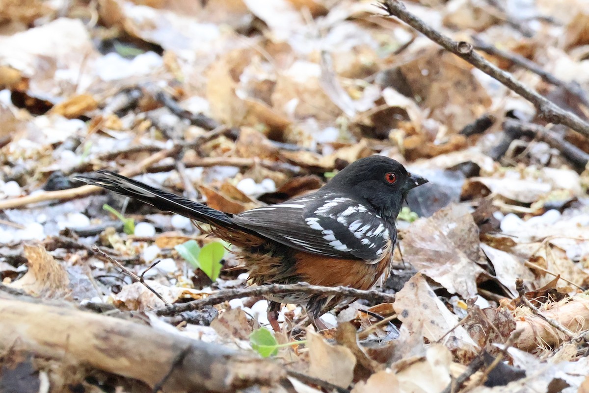 Spotted Towhee - ML618653386