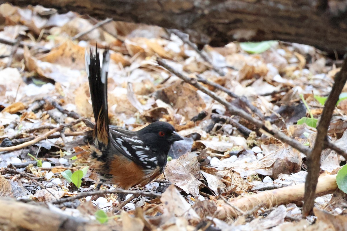 Spotted Towhee - ML618653387